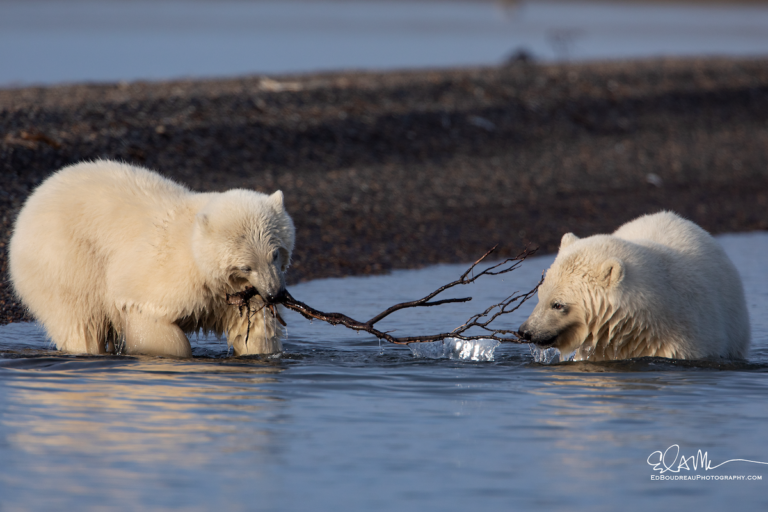 Polar Bears In Alaska, Best Places To See Them