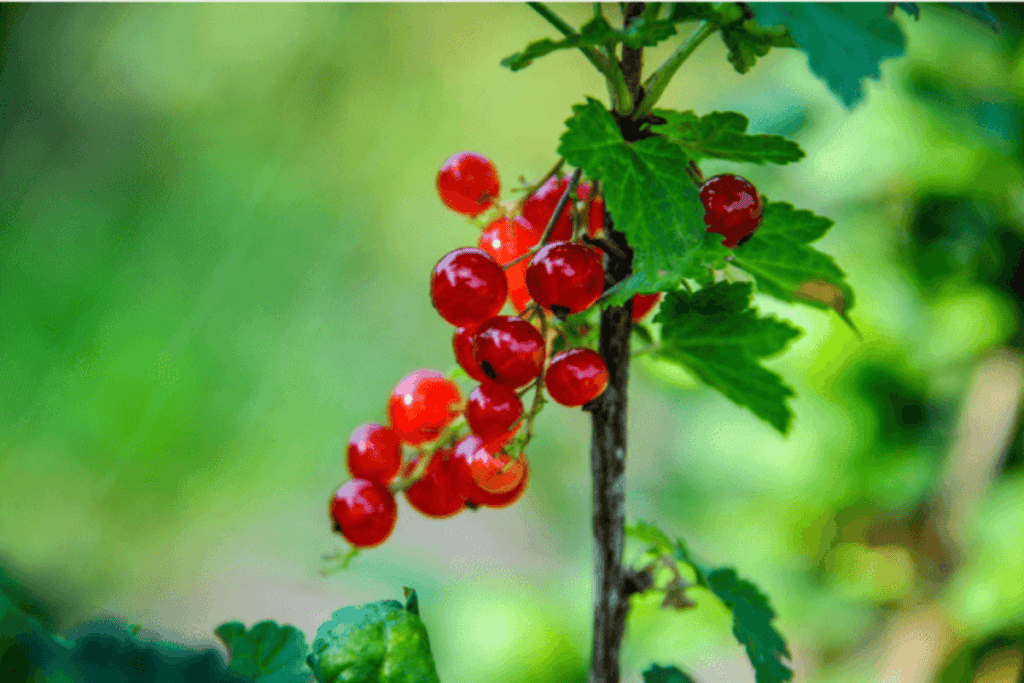 Red Currants at Common Ground Alaska u-pick farm