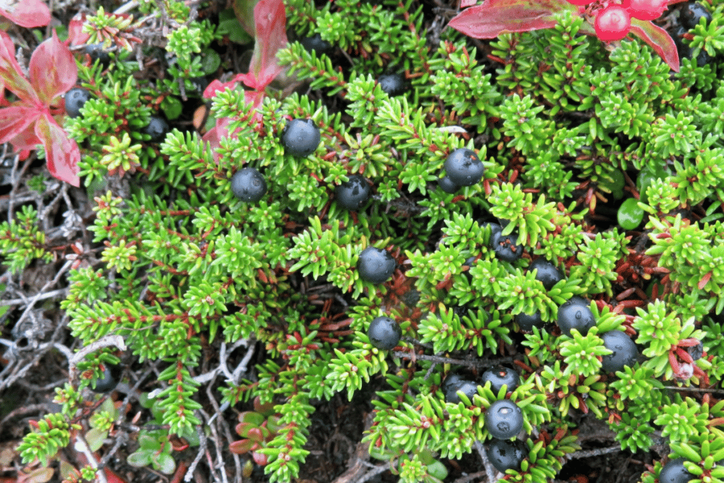 Wild Berries in Anchorage Alaska