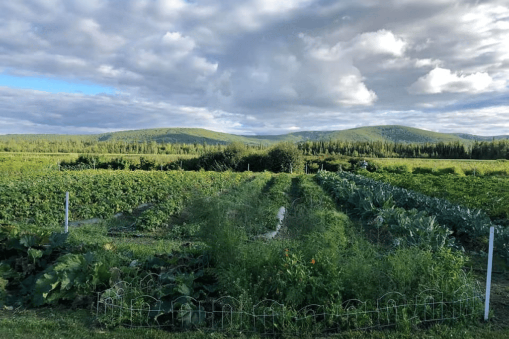 The Big M U-Pick Farm in Alaska