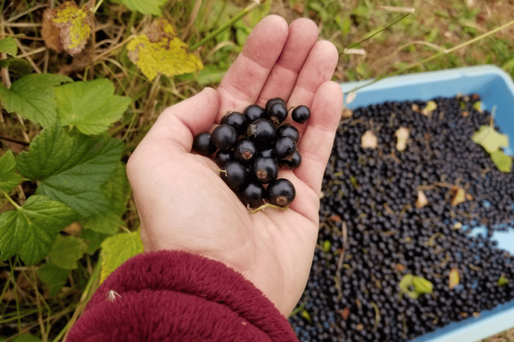 Berries at Birch Creek Ranch