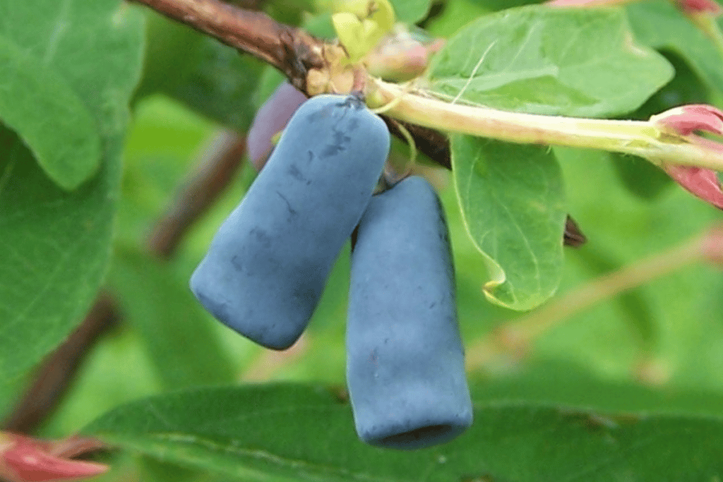 25 Places To Go Berry Picking In Alaska