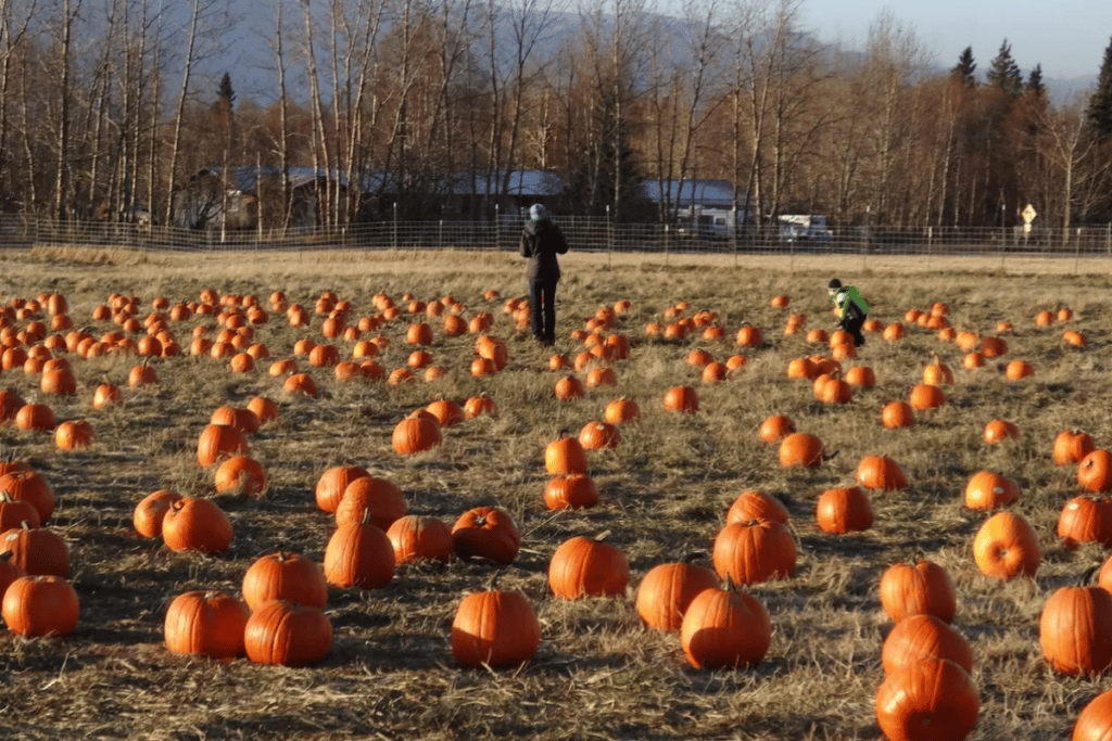 Williams Reindeer Farm Fall Festival Event