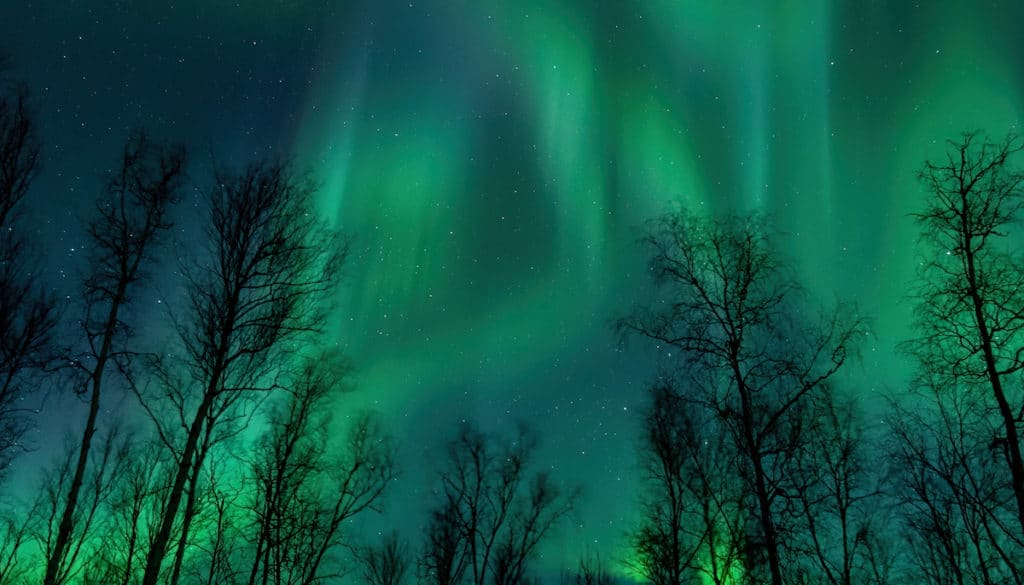 Aurora Through The Trees In Alaska - Phillip Flippo