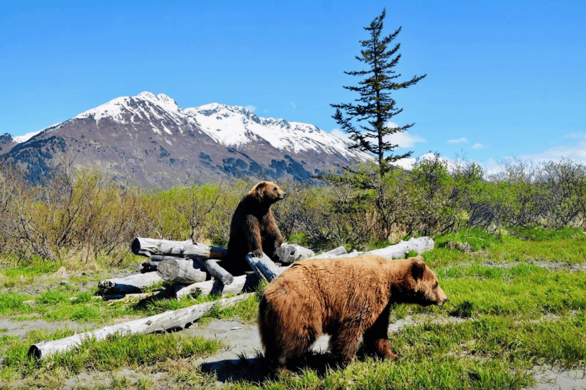 Alaska Wildlife Conservation Center in Alaska