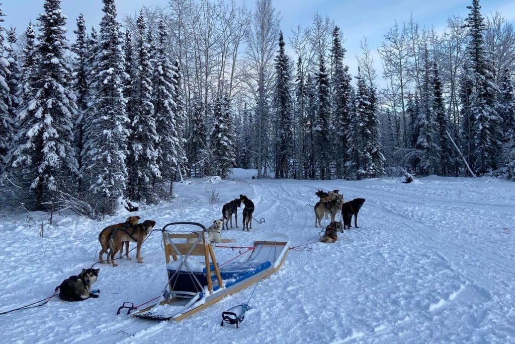 Dog Sledding In Alaska In January Photo - Amanda Locklear