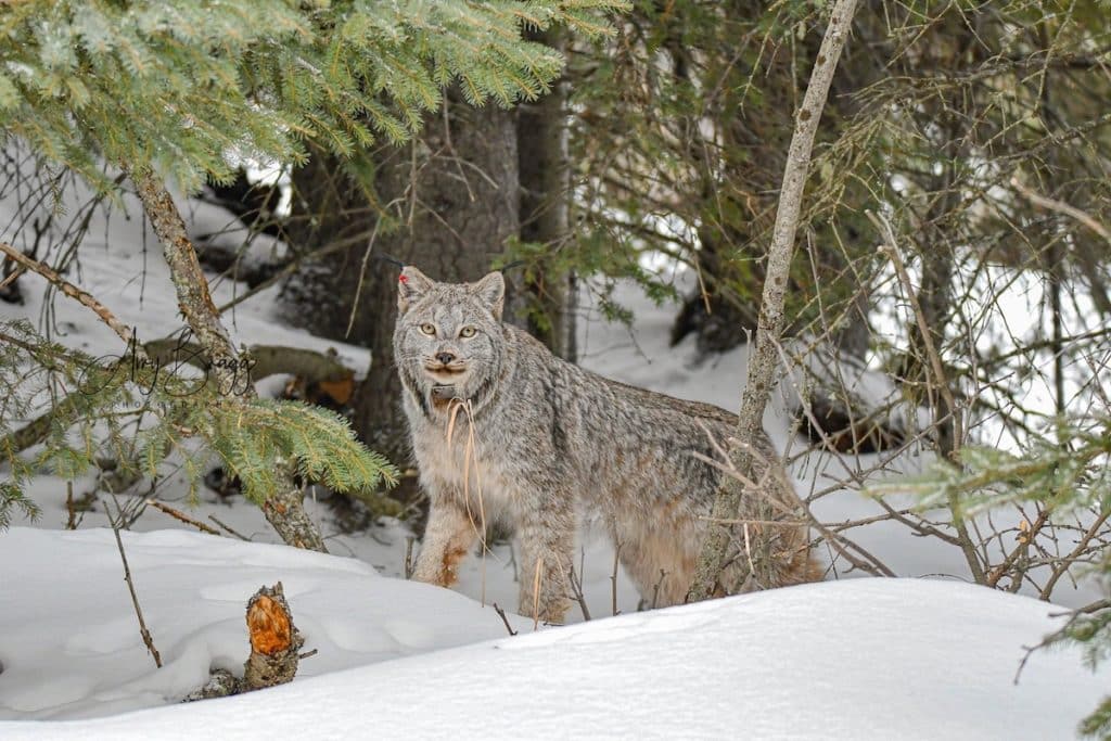 A Lynx vs A Mountain Lion In Alaska