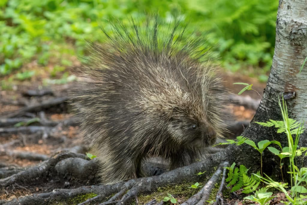 Alaskan Porcupine Sniffing Off The Willow Fishhook Road