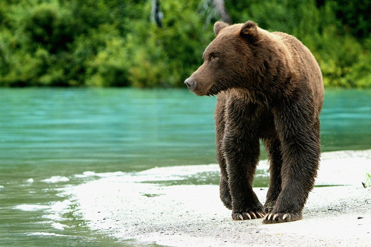 Brown Bear Looking For Fish