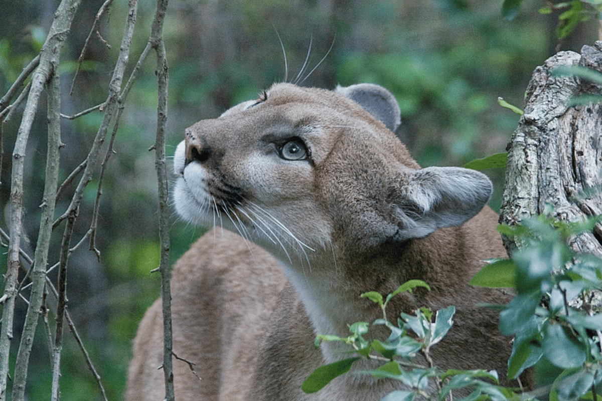 are-there-mountain-lions-in-alaska-have-they-been-seen