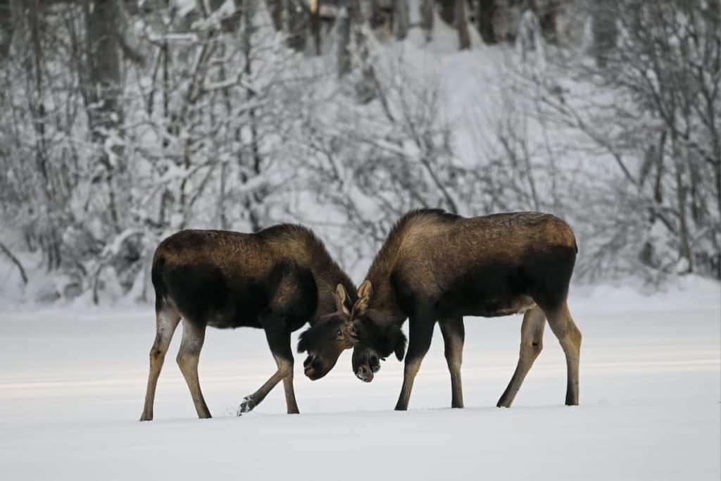 See more moose in Alaska in February - Photo Ella Gonzalez