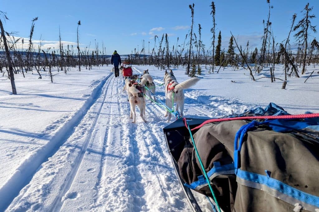 Taking a dog sledding trip from Fairbanks in February - Photo Yoni Ryabinski