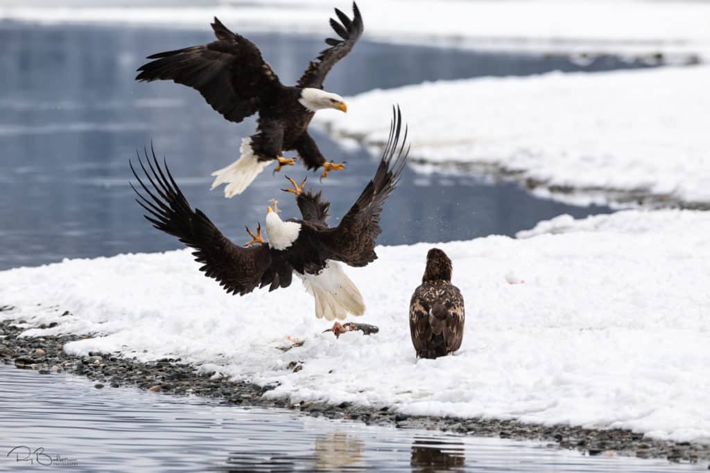 Alaska Bald Eagle Festival In Haines Alaska During November
