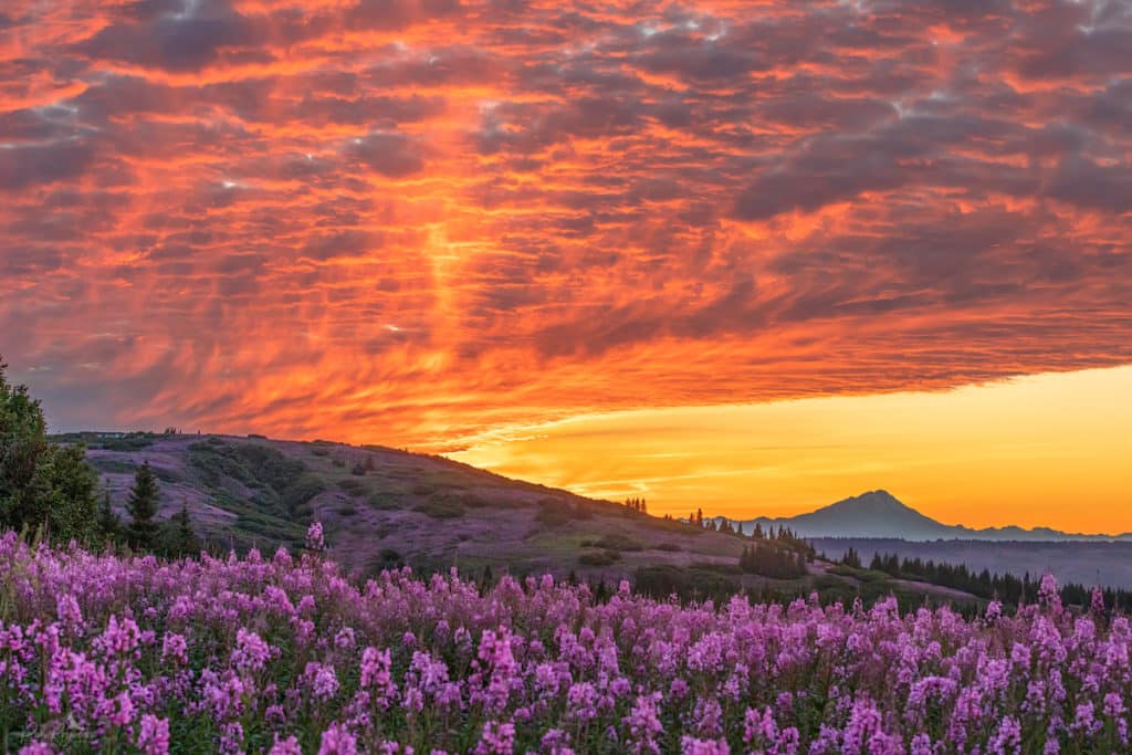 Alaska Fireweed Honey Starts With A Field Of Fireweed Like This One