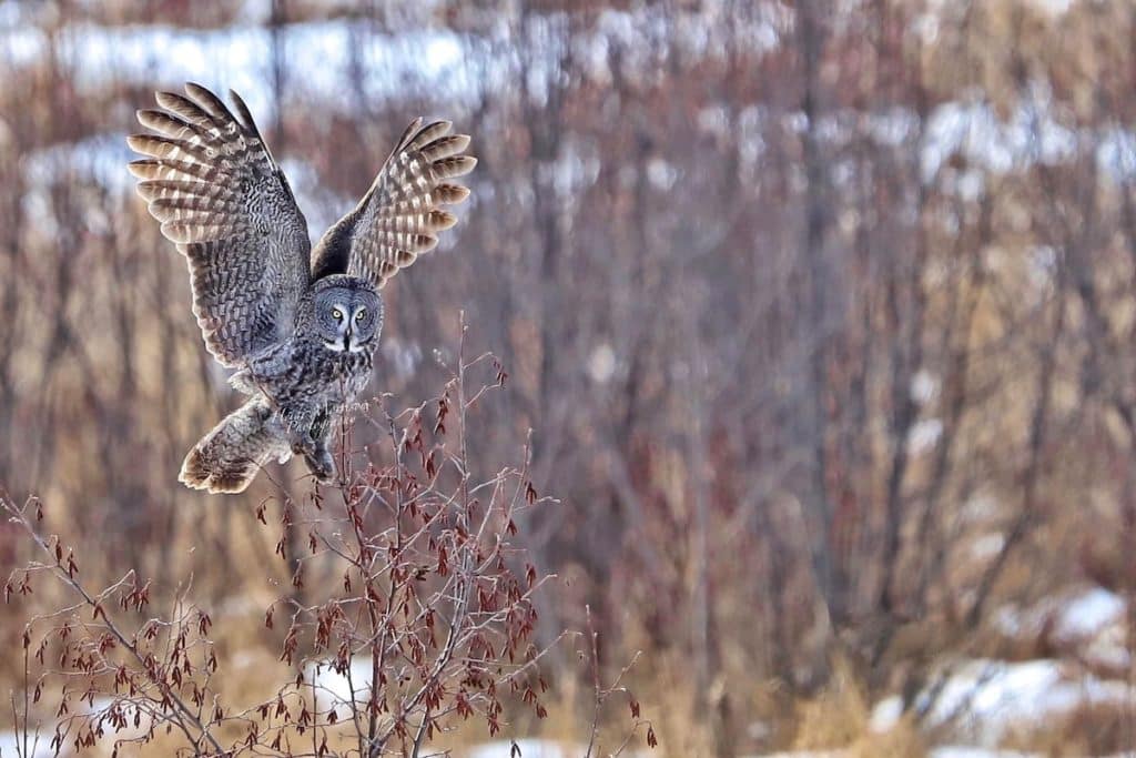 Alaska Is Known For Its Birds - Including This Great Grey Owl Seen Near Anchorage Alaska