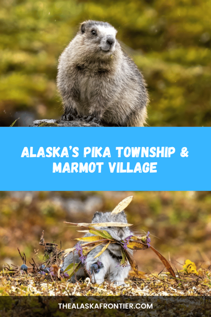 Alaskas Pika Township And Marmot Village Hike At Hatcher Pass