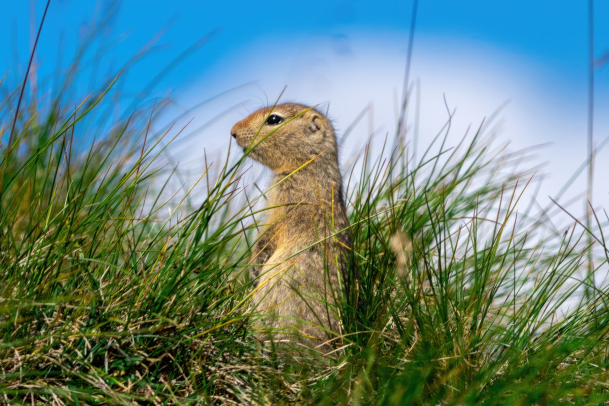 Arctic Ground Squirrel Sitting In Grass