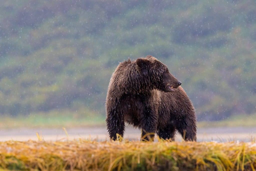Brown Bear Seen In Alaska - Bear Attacks In Alaska