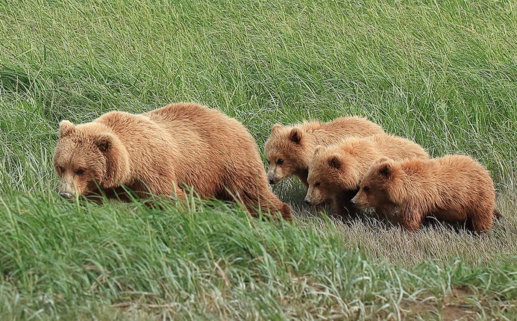 Brown bear mom and her cubs in Alaska