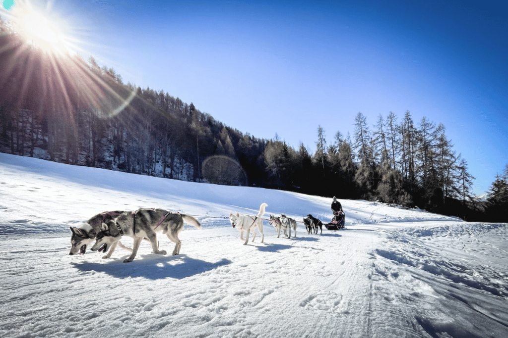 Dog Sledding In November