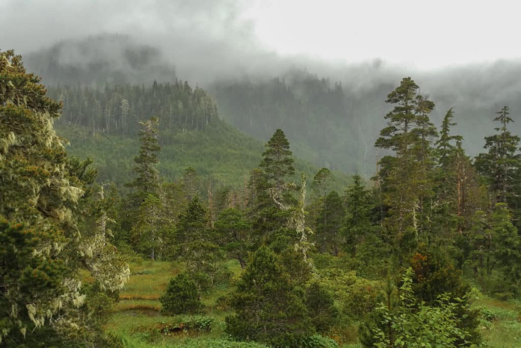 Explore Tongass National Forest Near Ketchikan Alaska