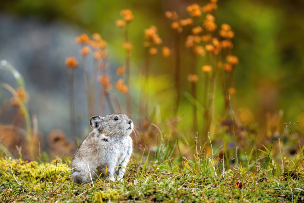 Fall Scene Hatcher Pika Tall Grass