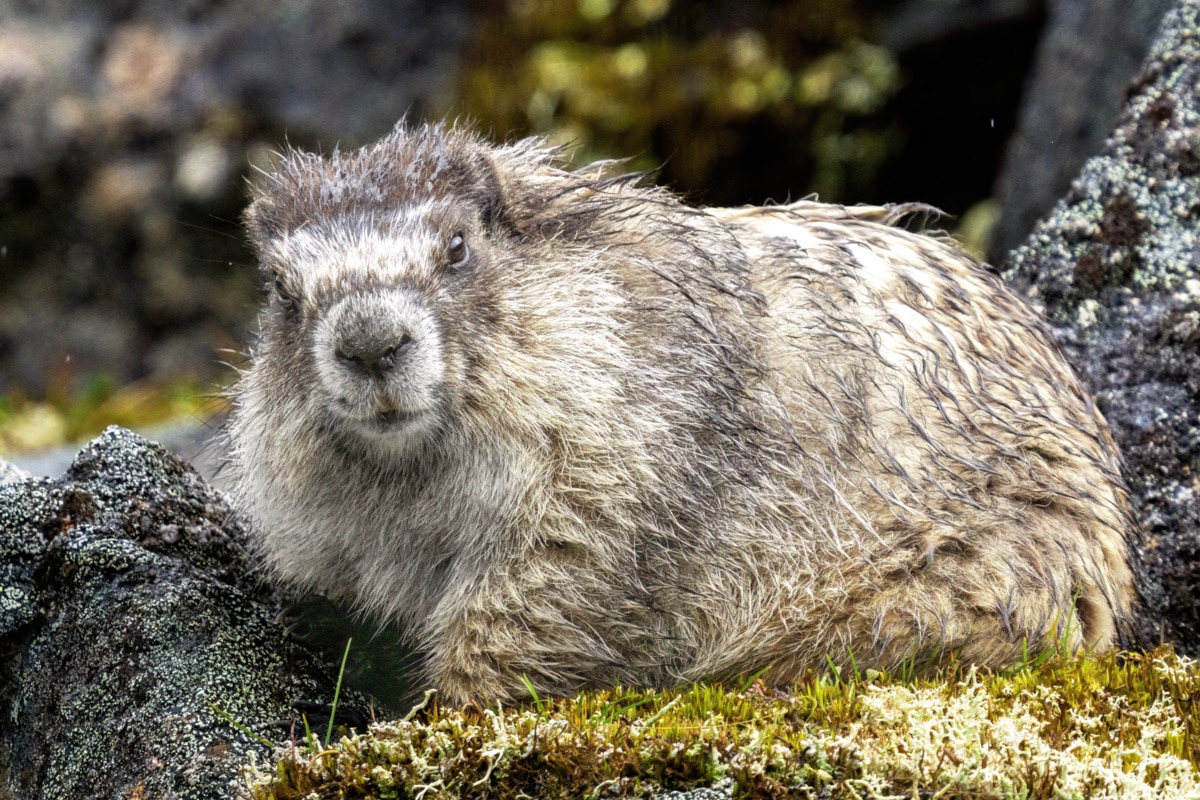 Grumpy Murray Wet Marmot