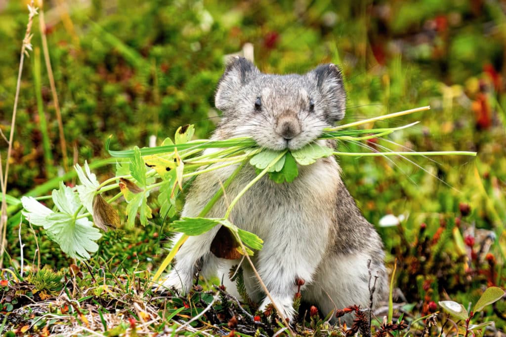 Hatcher The Pika With Greens