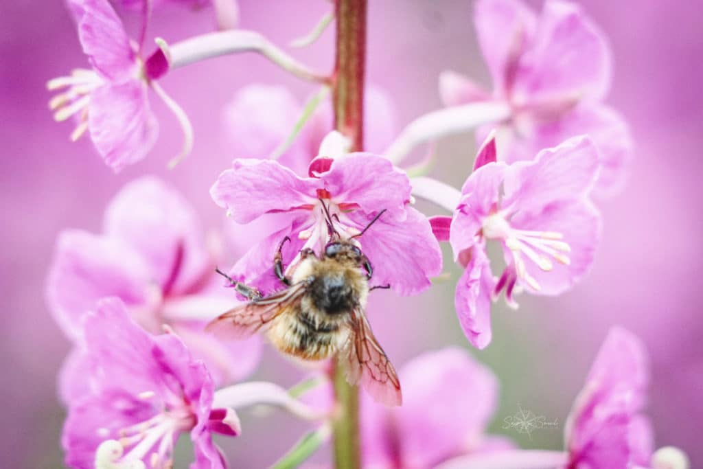 Honeybee harvesting fireweed nectar in Alaska