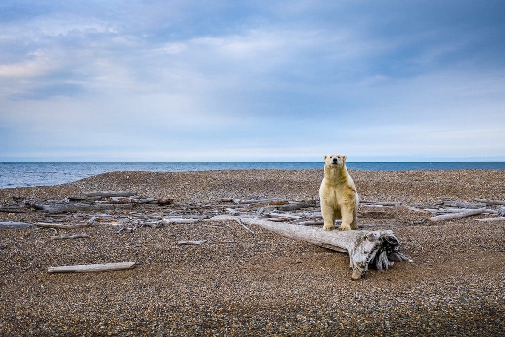 Huge Polar Bear Checking Us Out - Polar Bear Attack Statistics in Alaska