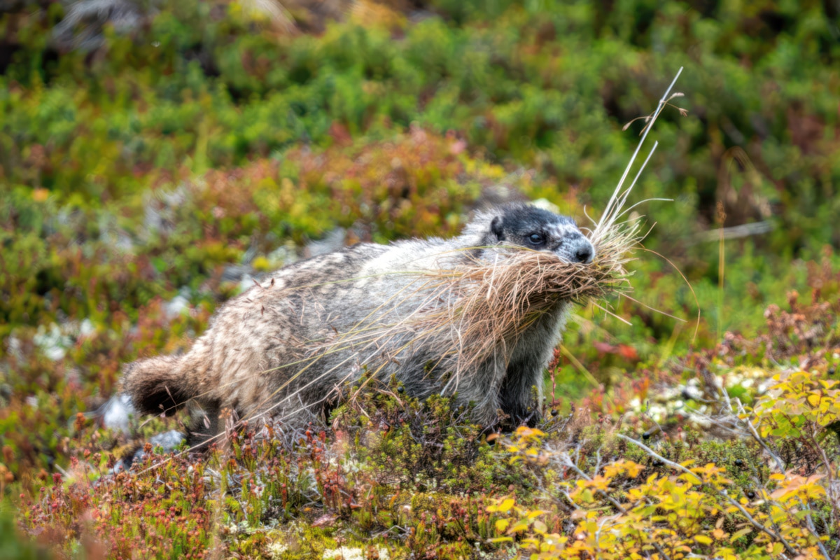 Marmot Harvesting Grass Whole Body