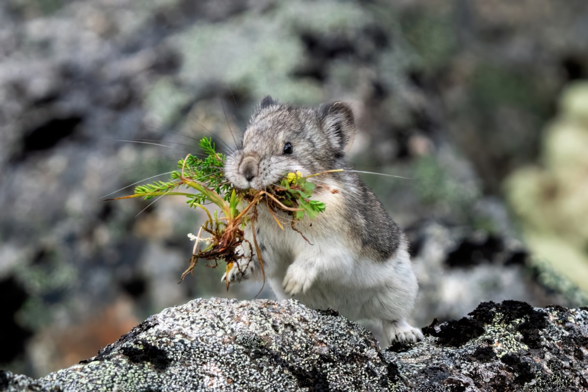 Pika With Roots in Mouth