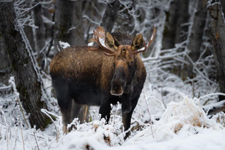 Alaska in November: Weather, Things to Do, and What to Wear in Winter ... November weather in alaska