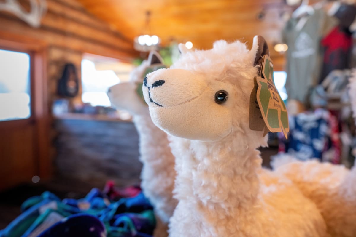Alpaca Plushies Less Fluffy At Williams Reindeer Farm