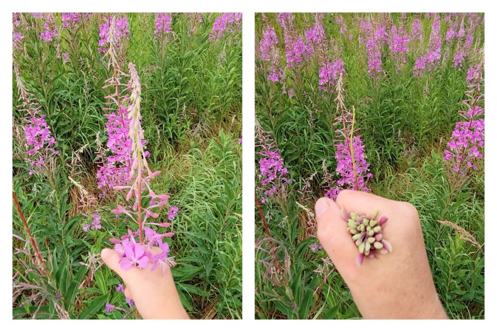Collecting Fireweed To Make Our Fireweed Jelly