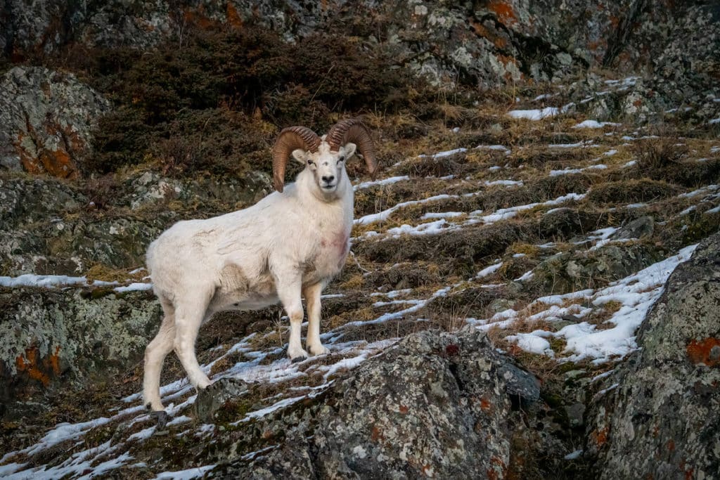 Dall Sheep Hunts In Alaska