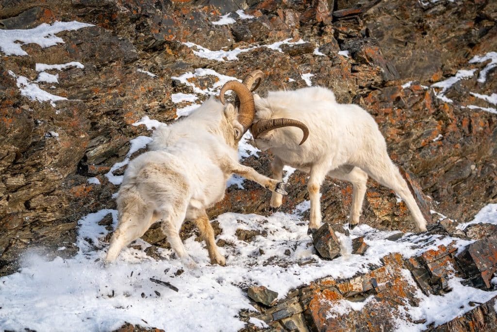 Dall Sheep Hunts In South Central Alaska