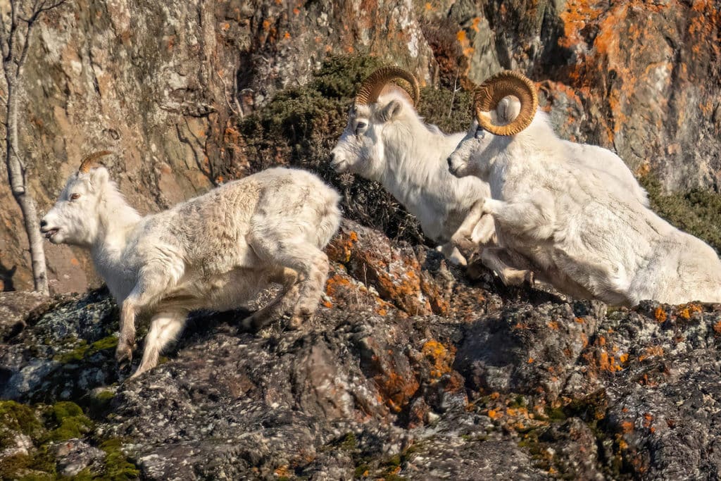 Dall Sheep In Alaska