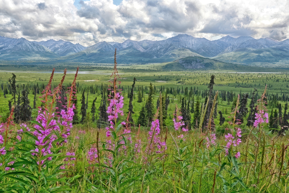 Expansive View with Pink Fireweed MHPHOTOCO