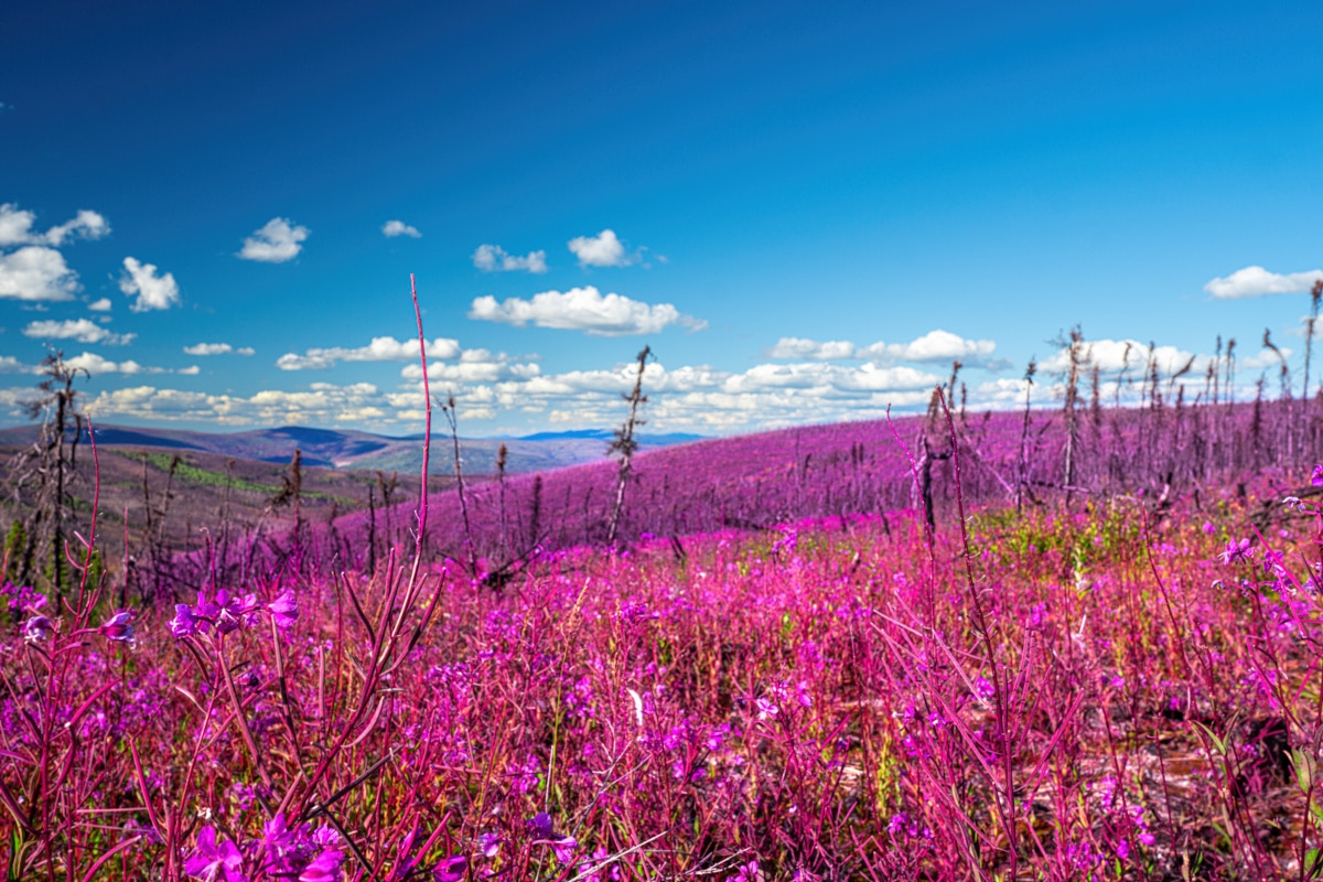 Fireweed Mountain Fairbanks Alaska