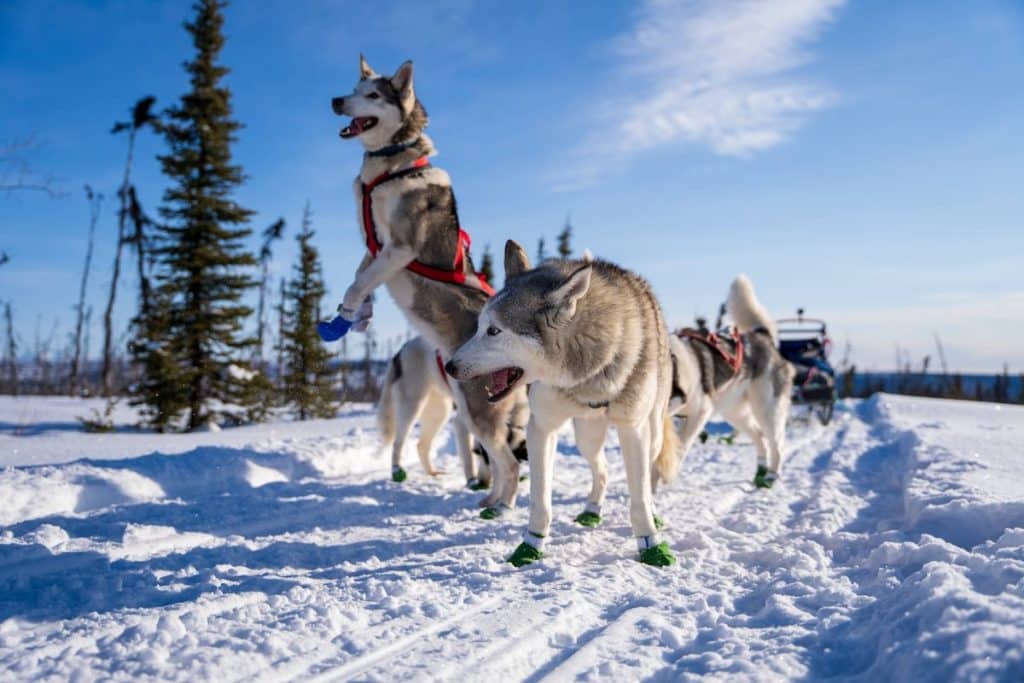 Go on a dogsled ride in April