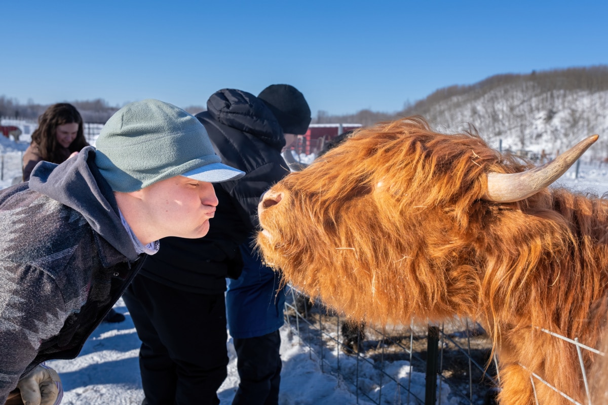 Highland Cows Blowing Kisses At Williams Reindeer Farm