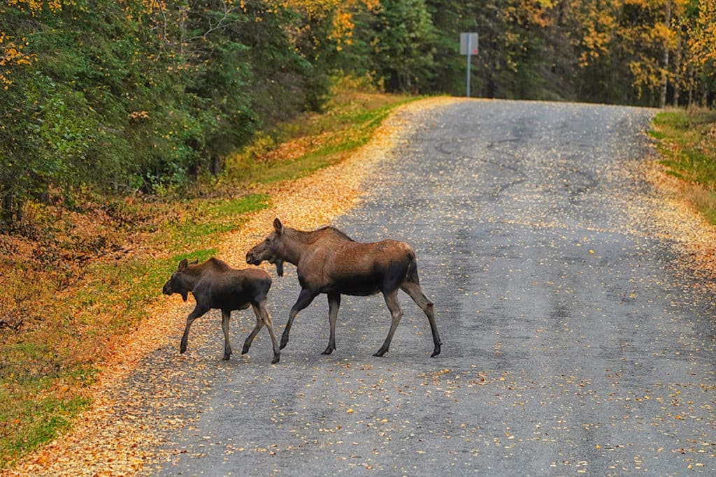 Moose crossing the road to the Kenai National Wildlife Refuge