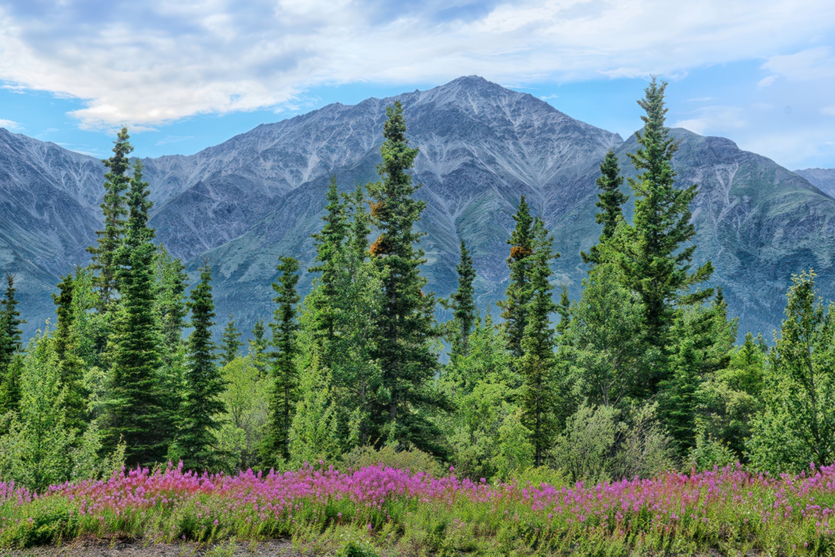 Mountain Scene With Pink Fireweed & Conifers MHPHOTOCO
