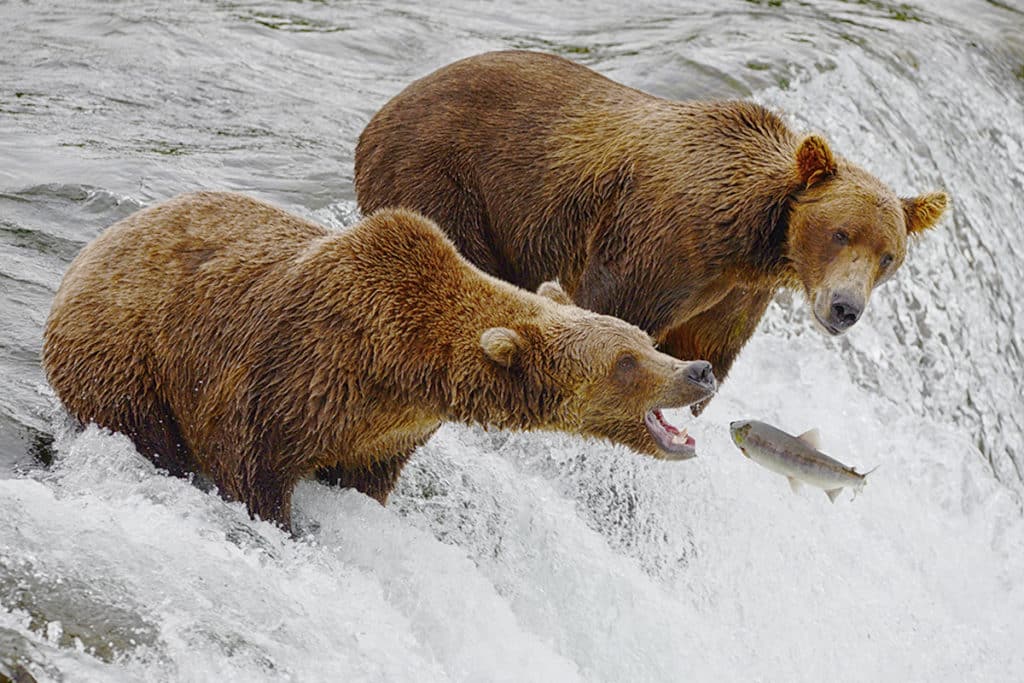 On Your Drive from Anchorage To Homer Check Out Brooks Falls And Watch The Bears