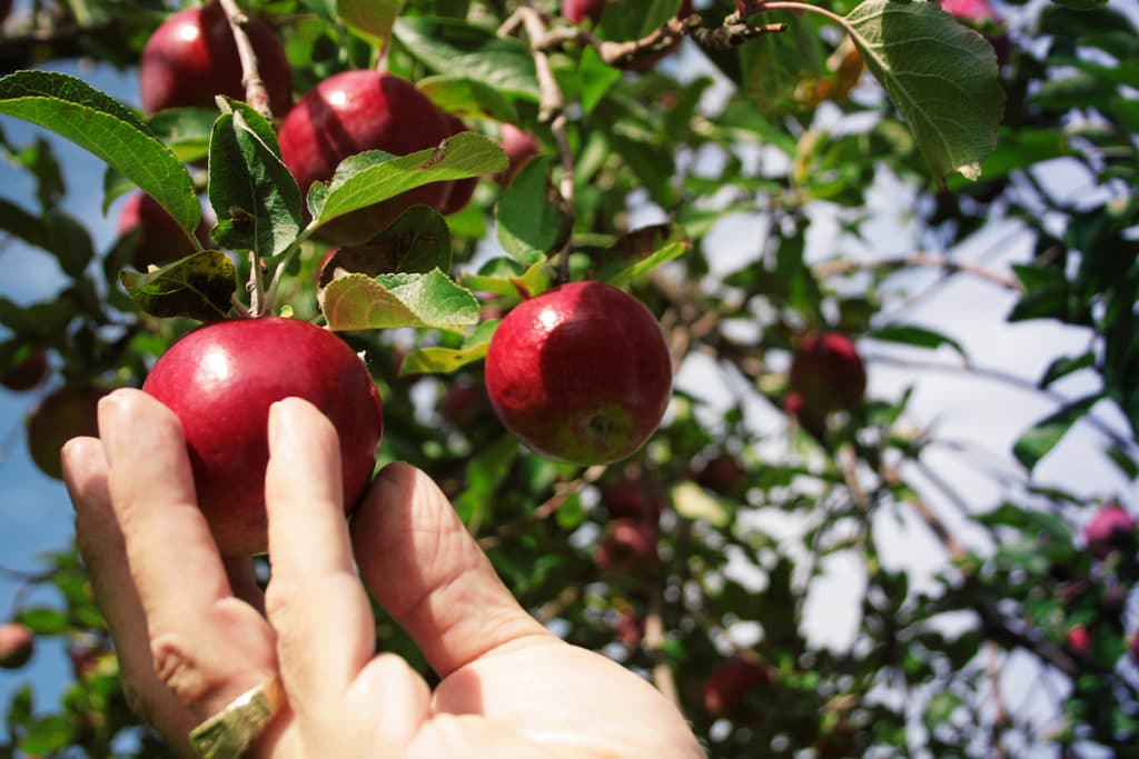 Pick apples in Alaska at one of these apple orchards