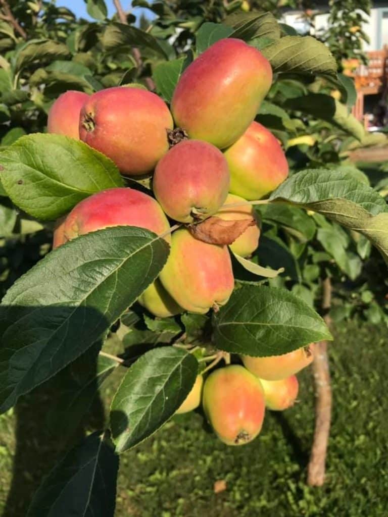 Picking apples in Alaska from an apple orchard