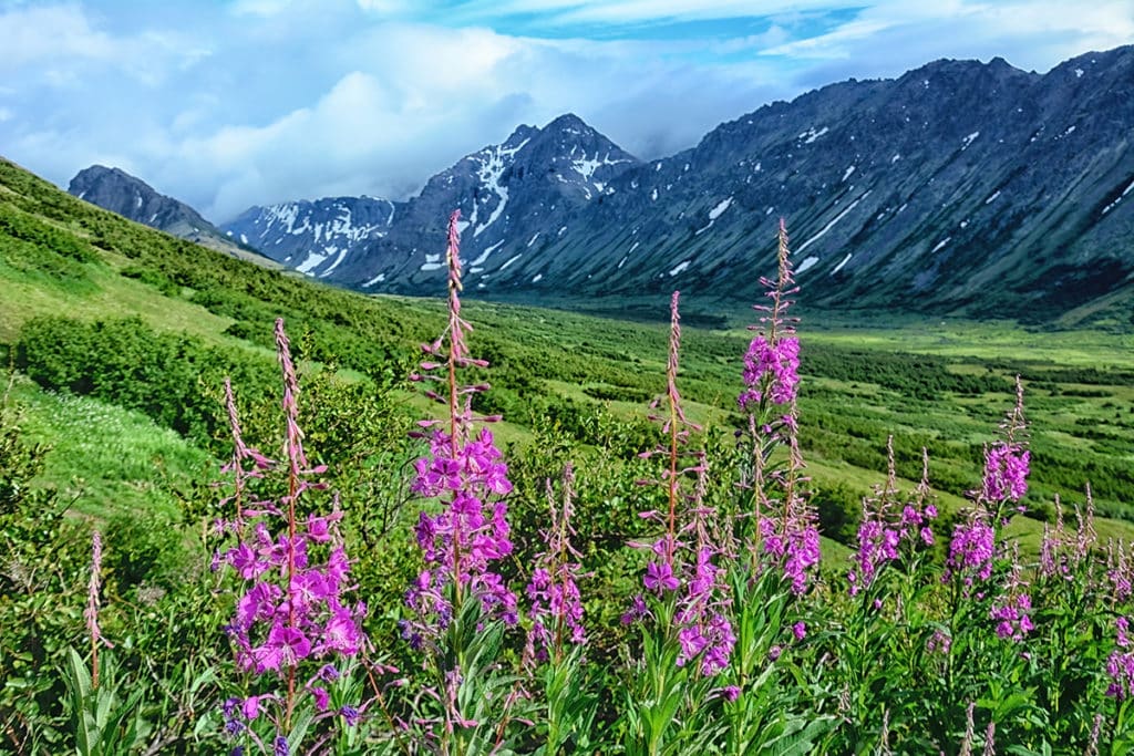 Recipe On How To Make Fireweed Jelly