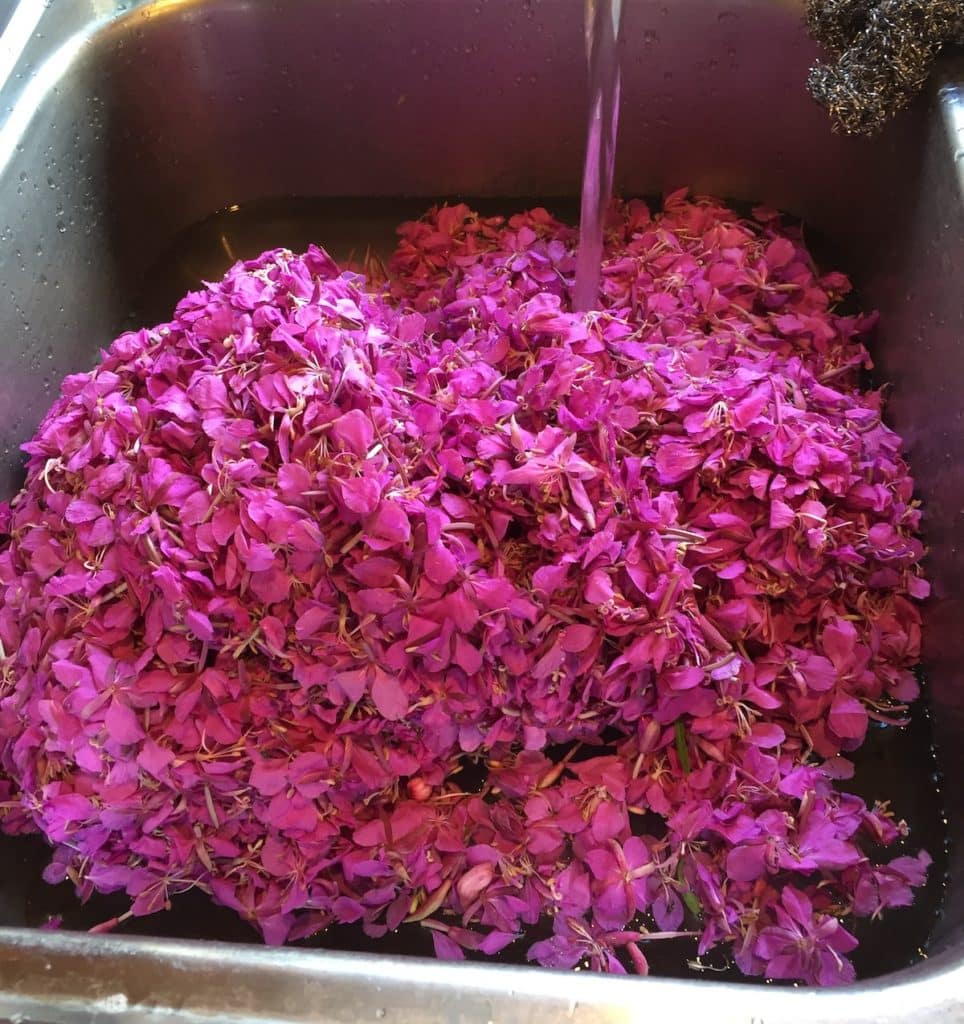 Rinse the fireweed blossoms before cooking