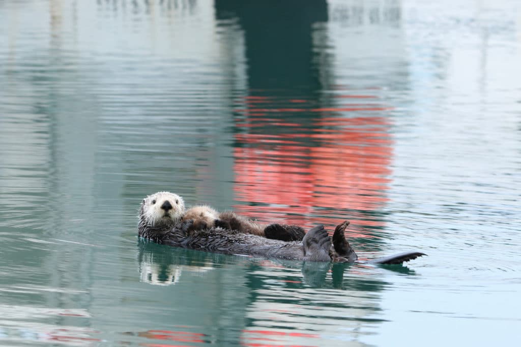 See Wildlife in Alaska in April